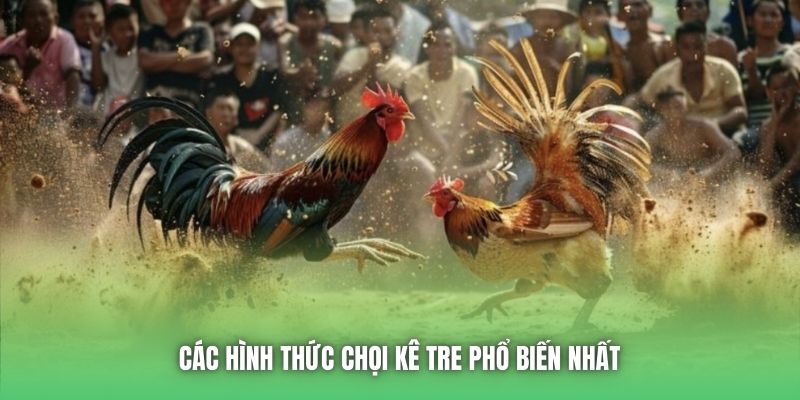 Các hình thức chọi kê tre phổ biến nhất