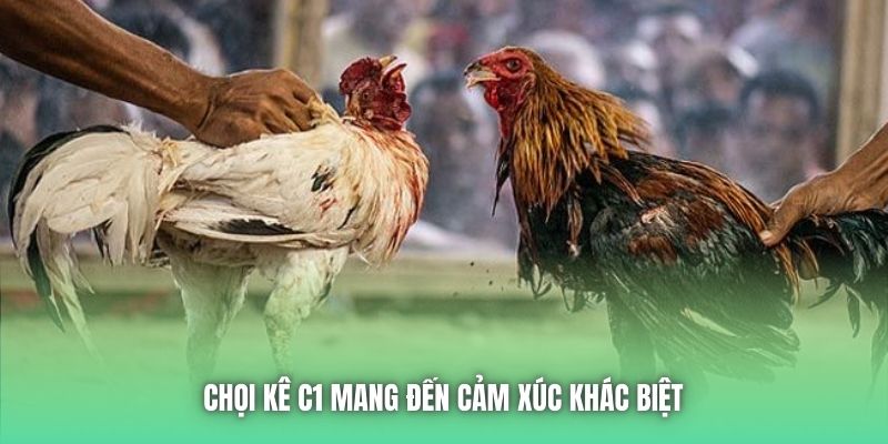 Chọi kê C1 mang đến cảm xúc khác biệt