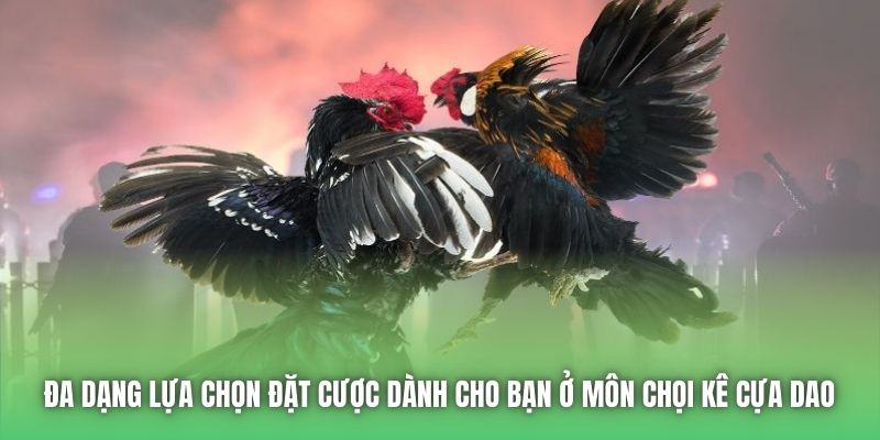 Đa dạng lựa chọn đặt cược dành cho bạn ở môn chọi kê cựa dao