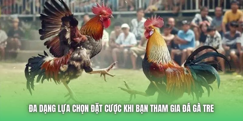 Đa dạng lựa chọn đặt cược khi bạn tham gia đá gà tre