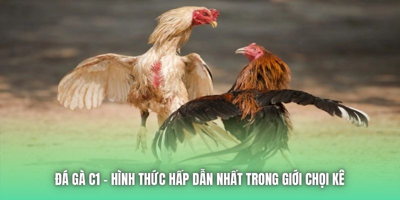 Đá gà C1 - hình thức hấp dẫn nhất trong giới chọi kê