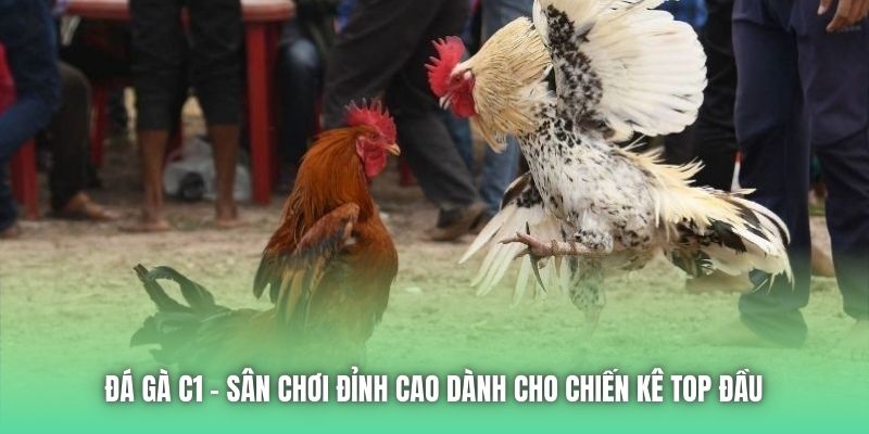 Đá Gà C1 | Sân Chơi Đỉnh Cao Dành Cho Chiến Kê Top Đầu