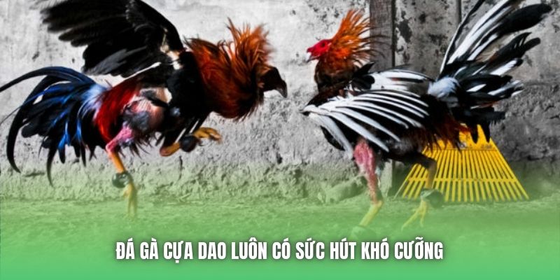 Đá gà cựa dao luôn có sức hút khó cưỡng