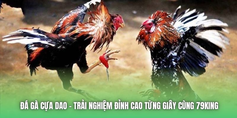 Đá Gà Cựa Dao | Trải Nghiệm Đỉnh Cao Từng Giây Cùng 79King