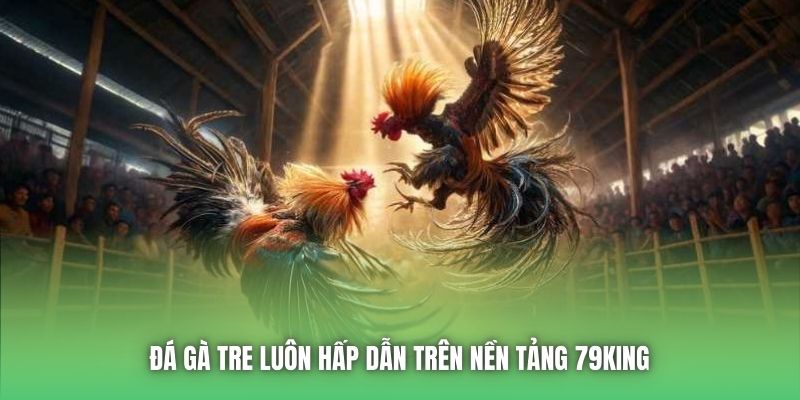 Đá gà tre luôn hấp dẫn trên nền tảng 79King