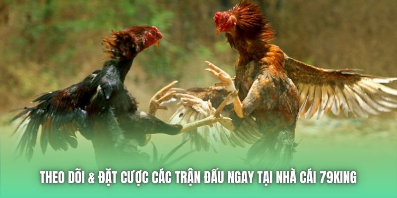 Theo dõi & đặt cược các trận đấu ngay tại nhà cái 79King