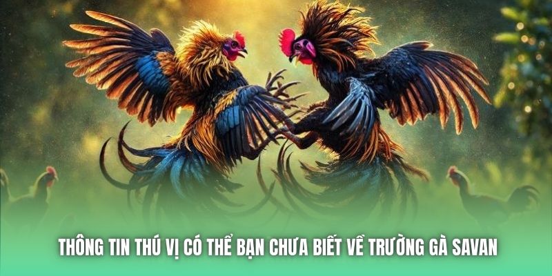 Thông tin thú vị có thể bạn chưa biết về trường gà Savan
